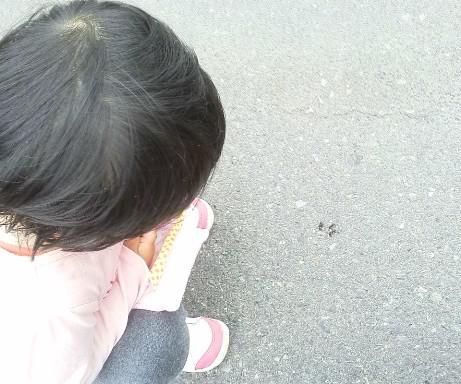 蕗やらアリさんやら