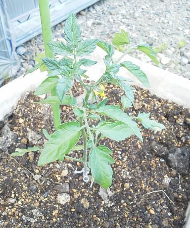 嫌な感じと覚悟