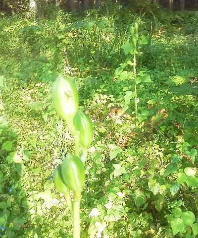 早起き　大忙し