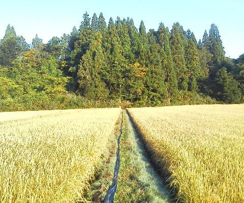 霧の朝　夜の月