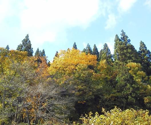 秋晴れ・・・小春日和?!