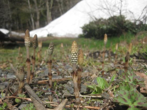 べそをかきつつ