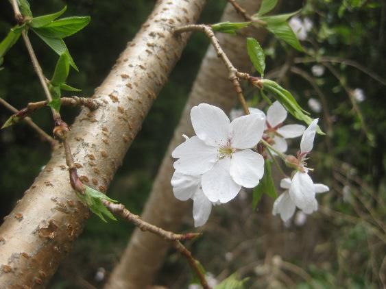 悲しみも　喜びも