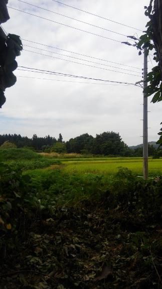 パッとしない天気ですが