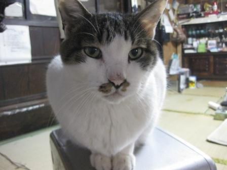 小さな作品展はいかが