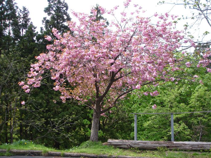 八重桜も咲きました！！