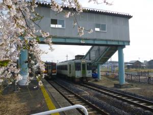 春が来た！羽前小松駅にも桜前線