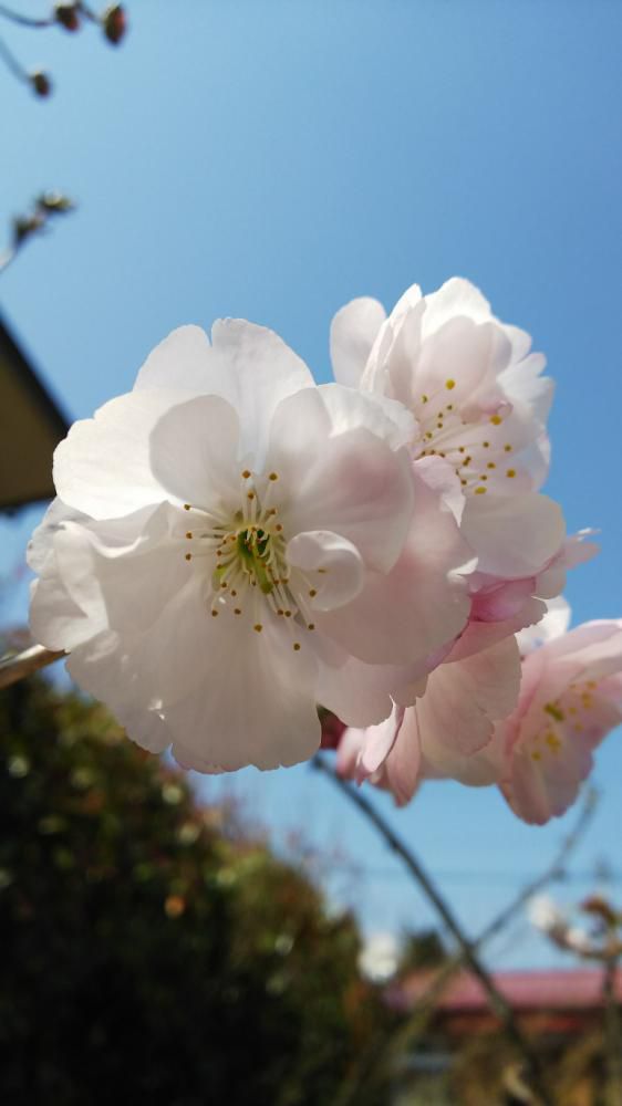 わが家の桜も咲きました！