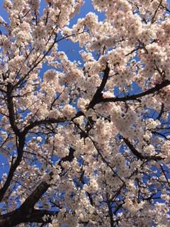 桜　咲く！！