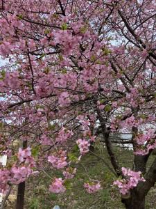 福島　日本三大桜　三春滝桜を観てきました！