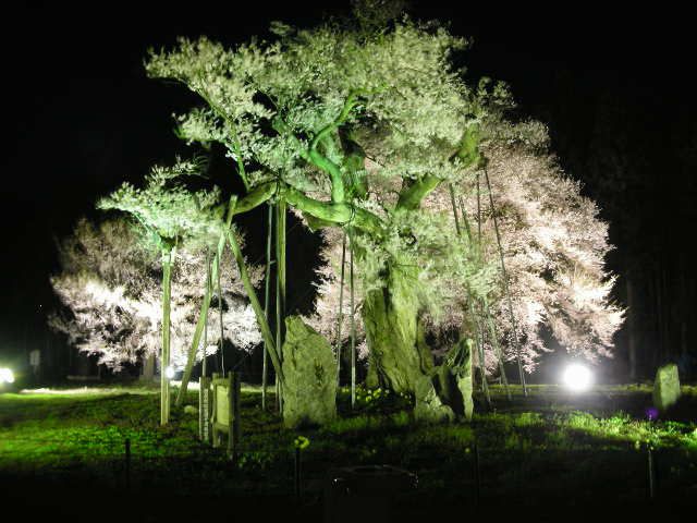 樹齢８００年～白鷹町「釜の越桜」