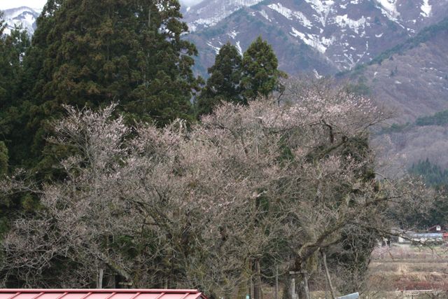 『大明神桜』開花情報　4月16日（木）