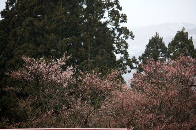 『大明神桜』2010開花情報