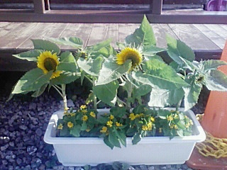 �ֺ餭�ޤ��������פβ���