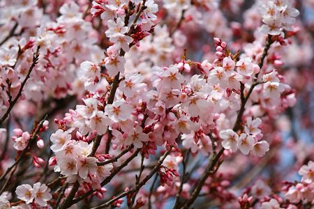 桜の開花情報が待ち遠しい