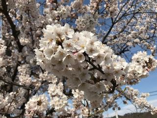 つつじ公園の桜