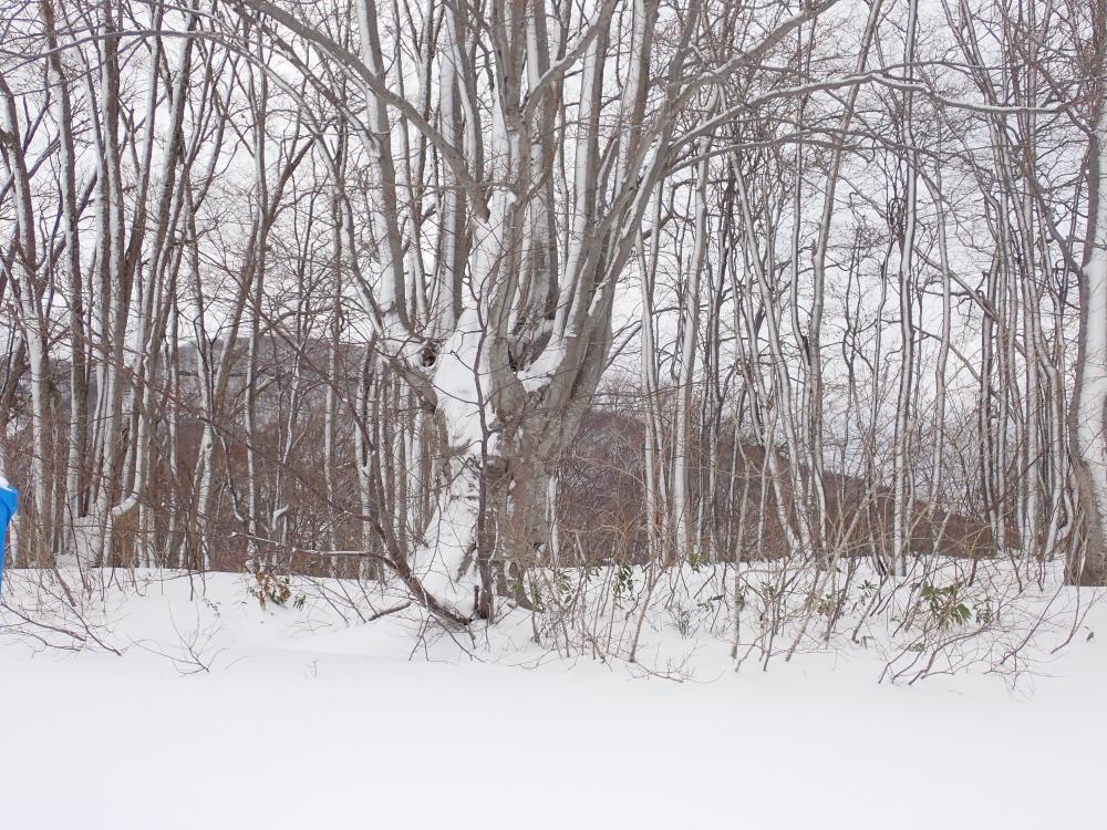 キズリ掛かりに心奪われて