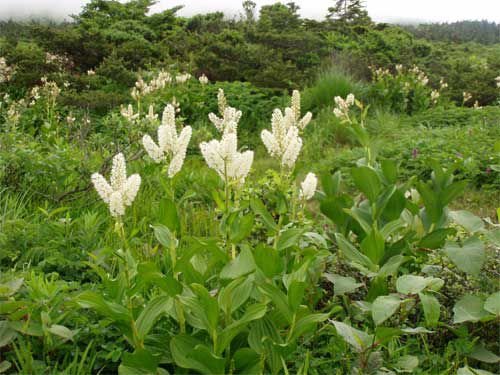 05.7.蔵王(刈田)遅ればせ