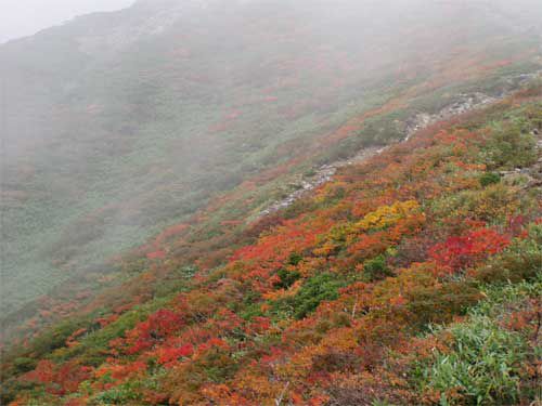 月山急登の黄葉最高　3