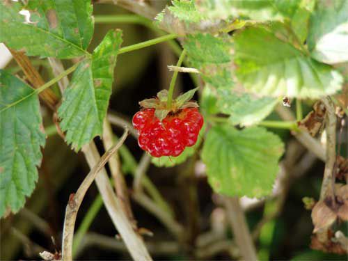 05.9.26　秋の植物　1