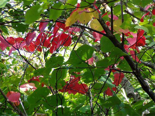 木漏れ日にムシカリの紅葉が