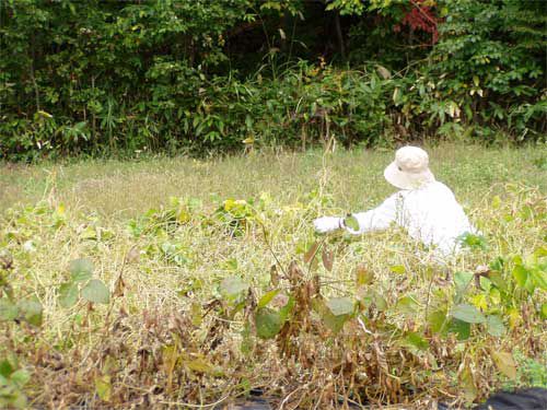 野性的な大豆、小豆