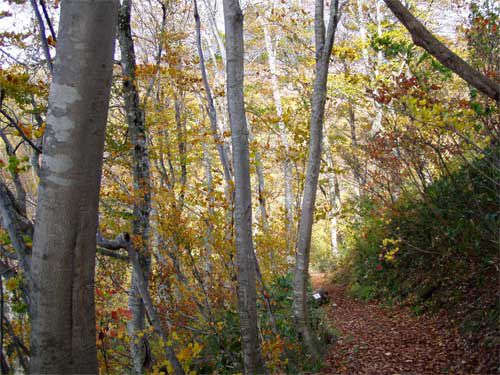 月山山麓のブナ林は今