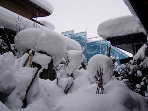 庭木雪の中