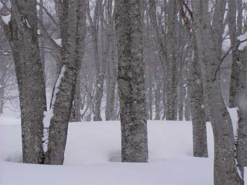 深雪の中の原生林
