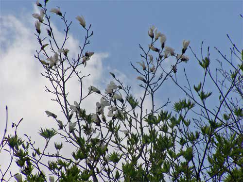 タムシバ開花