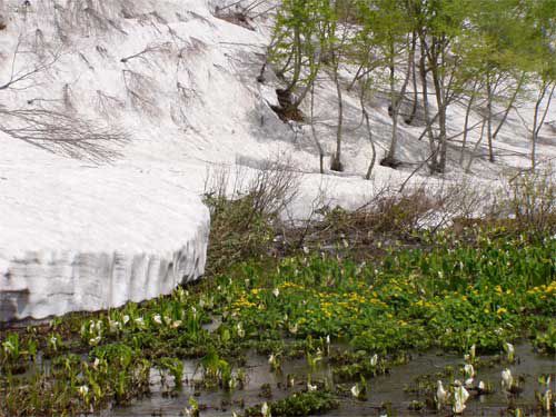 主流は湧水