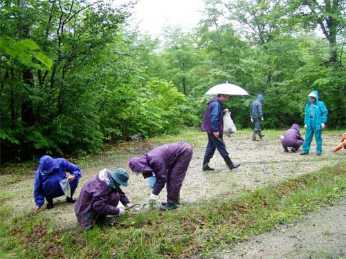 キャンプ場とブナの実生