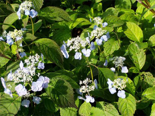 石跳川沿いの花々　3