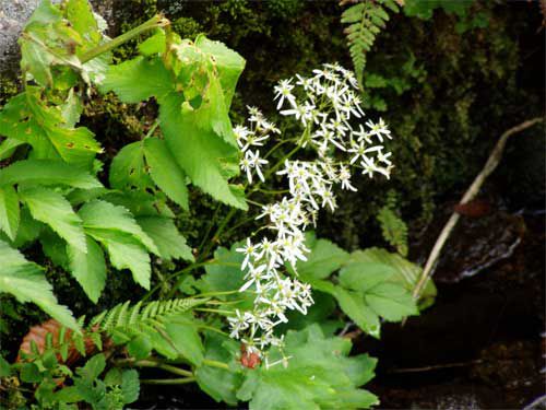 石跳川沿いの花々　2