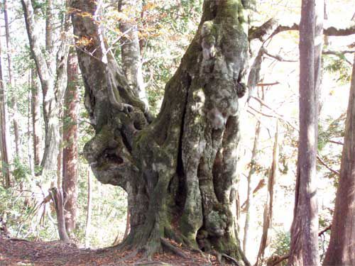 日本一のブナ巨木