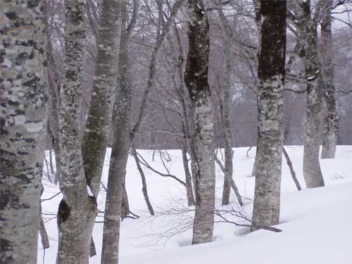 写真から積雪を