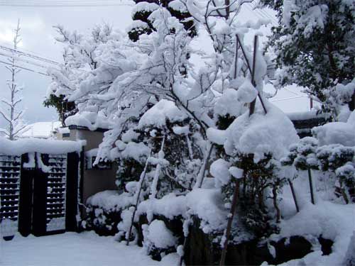 今年一番の雪