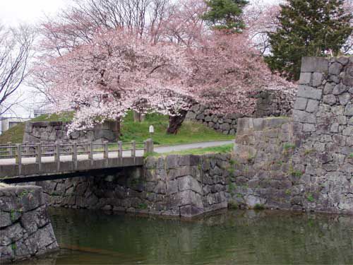 霞城の桜　1