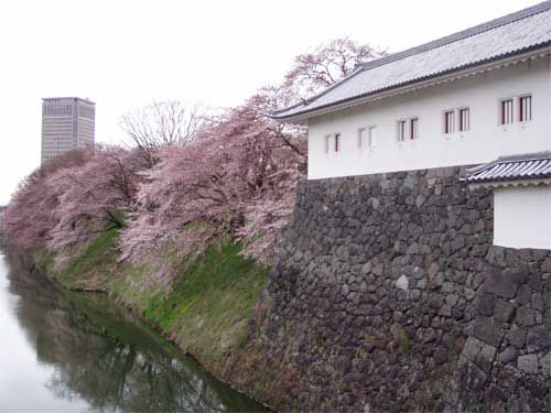 霞城の桜　2