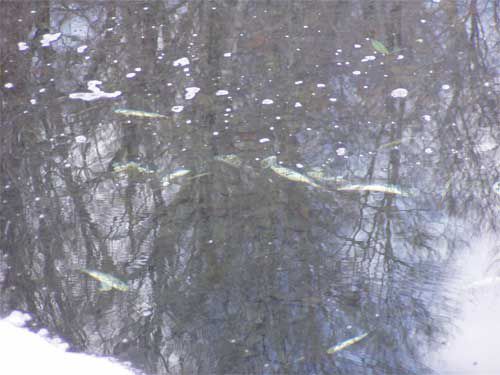 イワナ圧雪