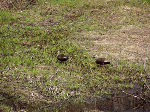 ミズバショウとカルガモ