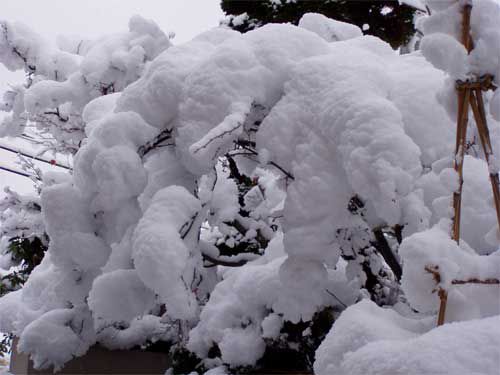 雪垂れて