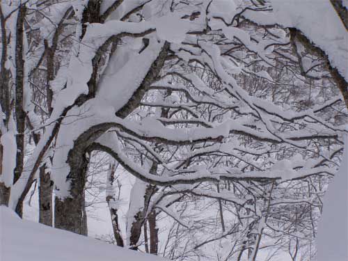 雪の華は燃えて