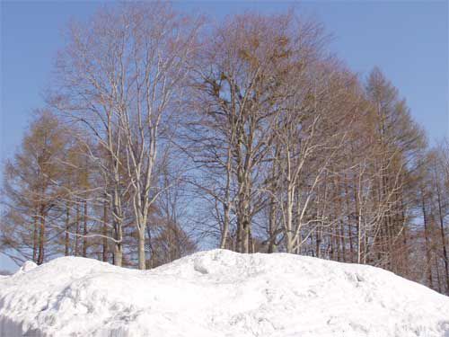 残雪のブナ林