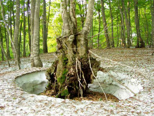 月山荘の東のブナ林へ