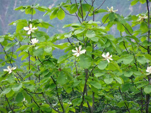 ホオノキの花