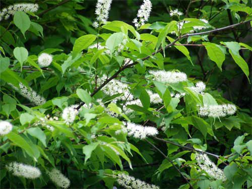 ウワミズザクラの花