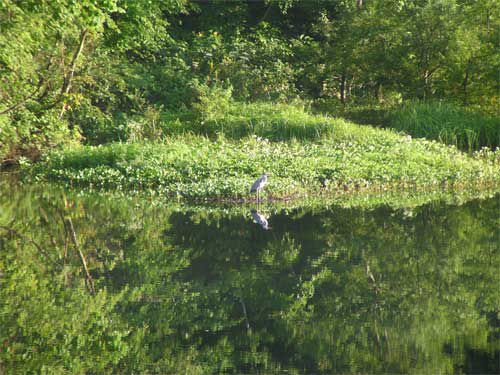 秋湖面に浮く