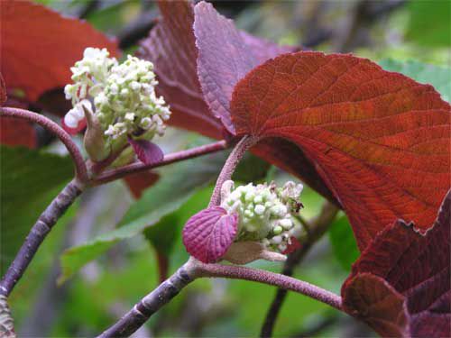 オオカメノキの花　1