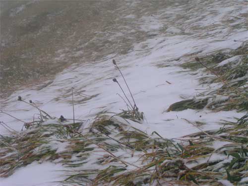 雪と草黄葉